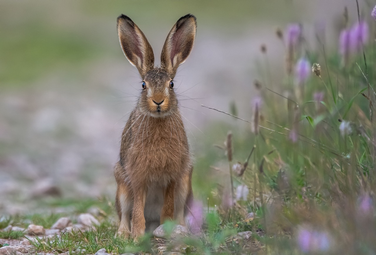 Good News zu Ostern